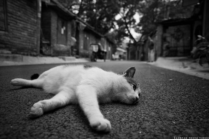 大懒猫~伸个懒腰舒服