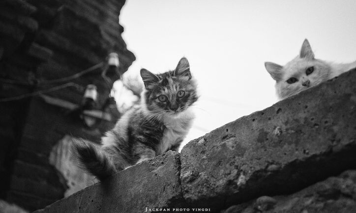 磁器口的小野猫~