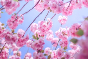 桜花 Sakura