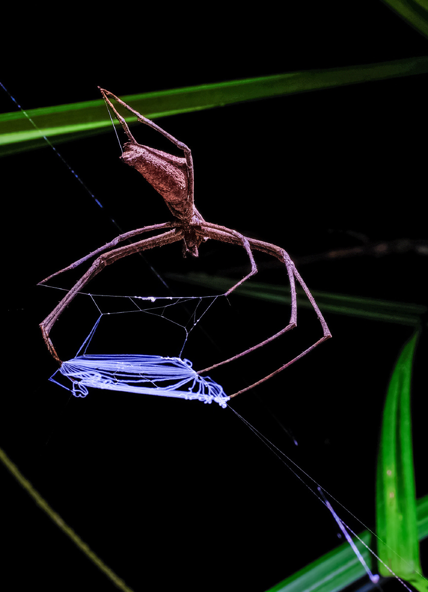 瓜哥微距小品系列黑夜精灵