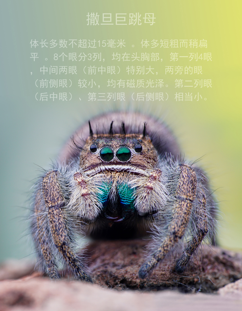 撒旦巨跳蛛母头部