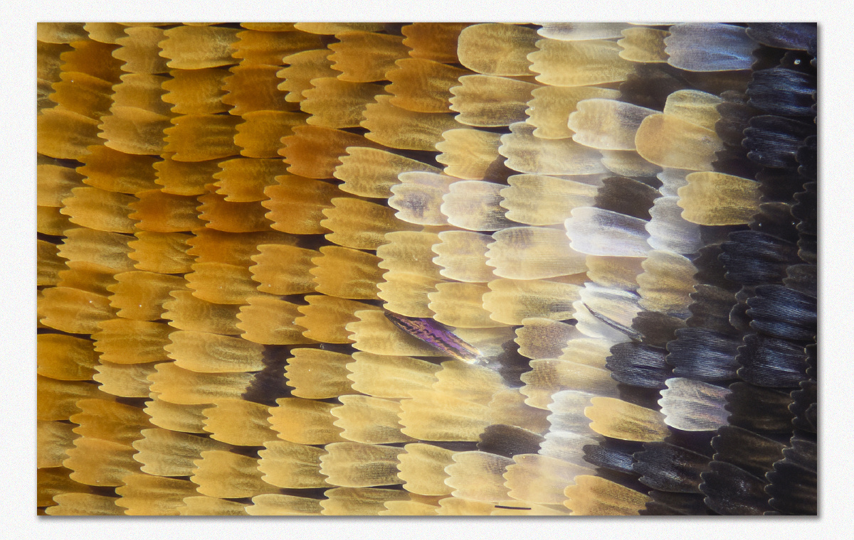 一组蝴蝶翅膀鳞片