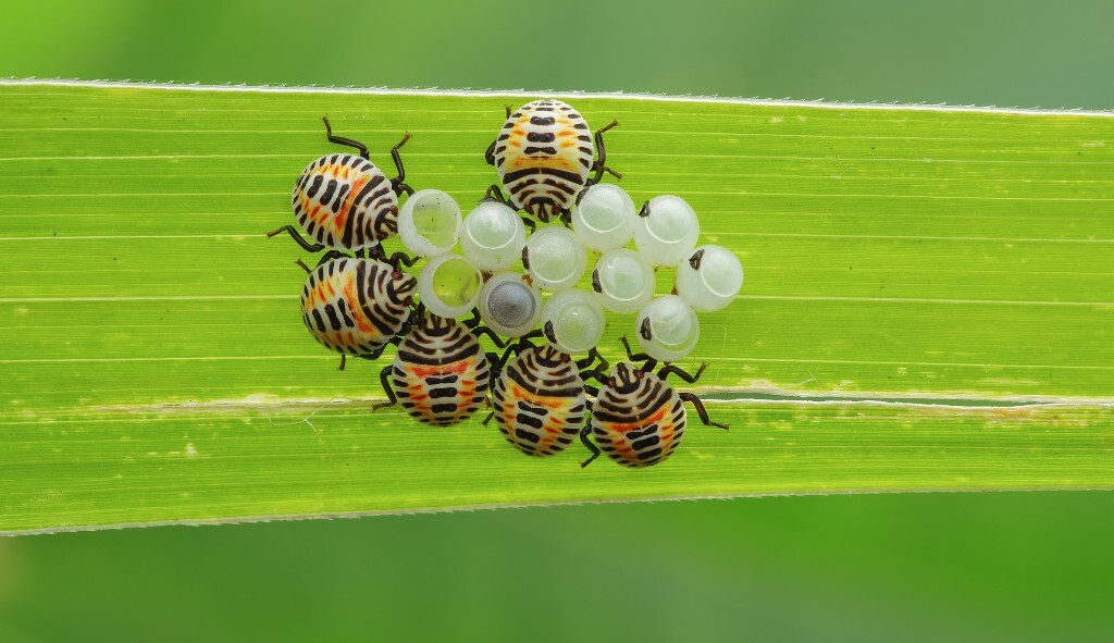 黄斑椿象