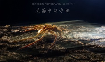 一枚蜘蛛