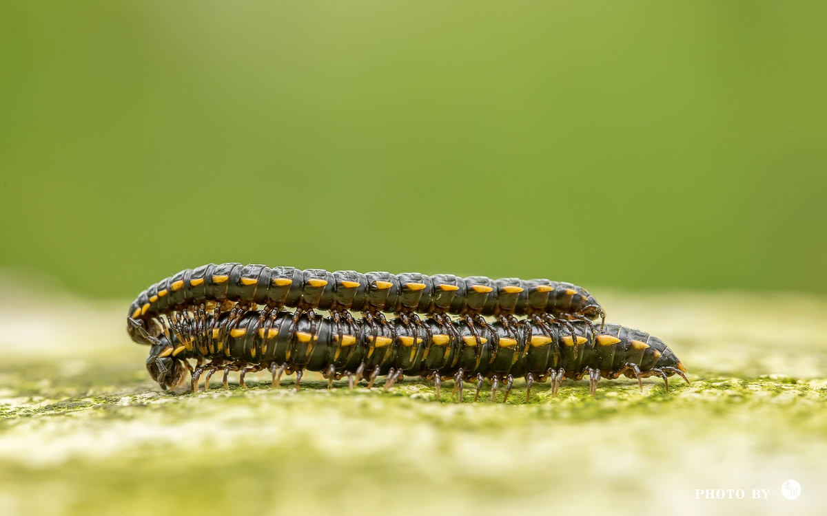 马陆- jack-钢 - 图虫