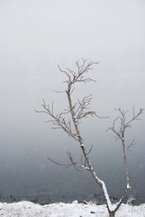 _DSC0530.jpg