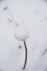 _DSC0635.jpg