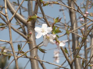 早樱