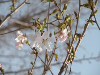早樱