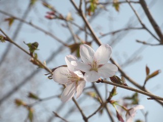 早樱