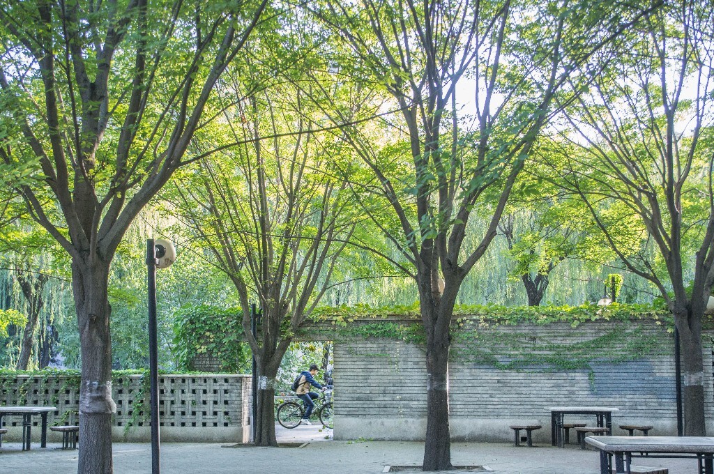 10月 | 迟夏 | 园子,北院<br />
难得早起,在微凉的秋日早晨感受到了盛夏般的绿意。<br />