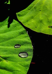 水面清圆-1