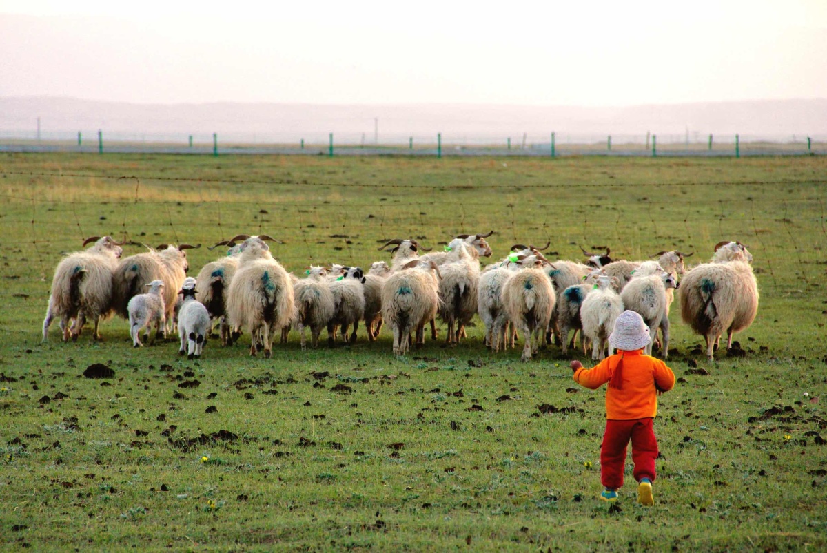 小小放羊娃