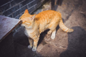 害羞的猫