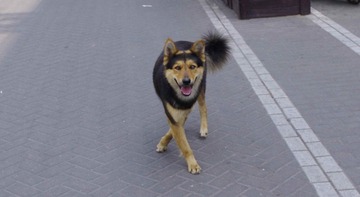 gou.jpg