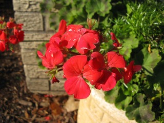 IMG_0116.JPG