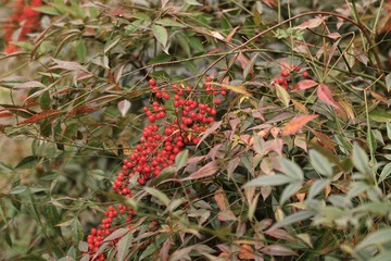 SDIM1260