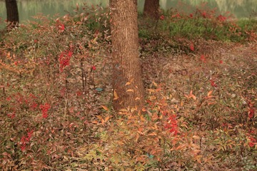 SDIM1271