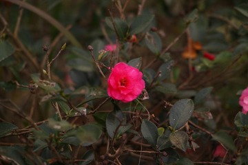 SDIM1356