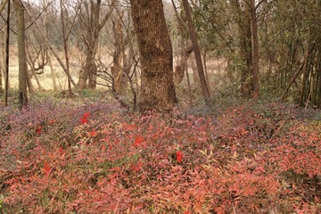 SDIM1370