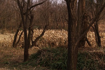 SDIM1383
