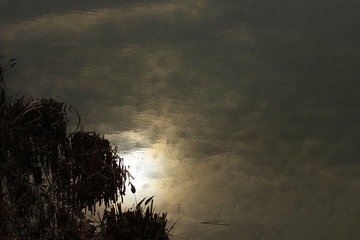 SDIM1394