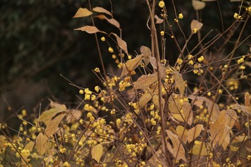 SDIM1458