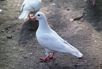 SDIM0516