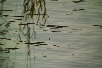 SDIM0659