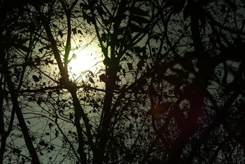 SDIM0692