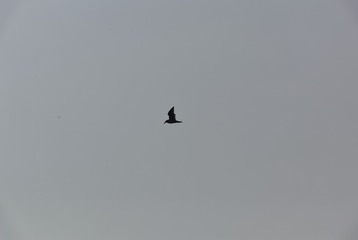 SDIM0755