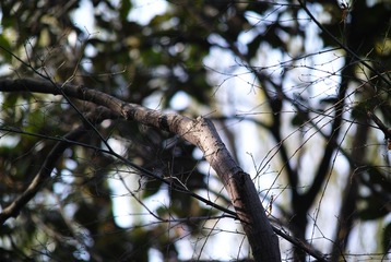 SDIM0808