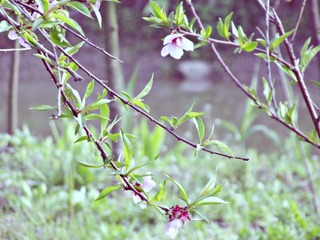 桃花2.jpg