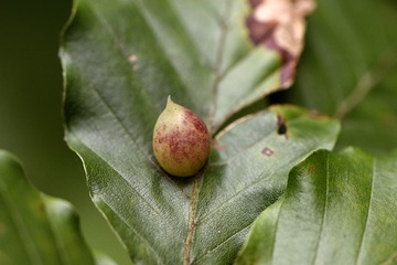 IMG_2375.jpg
