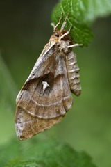 IMG_4608.jpg