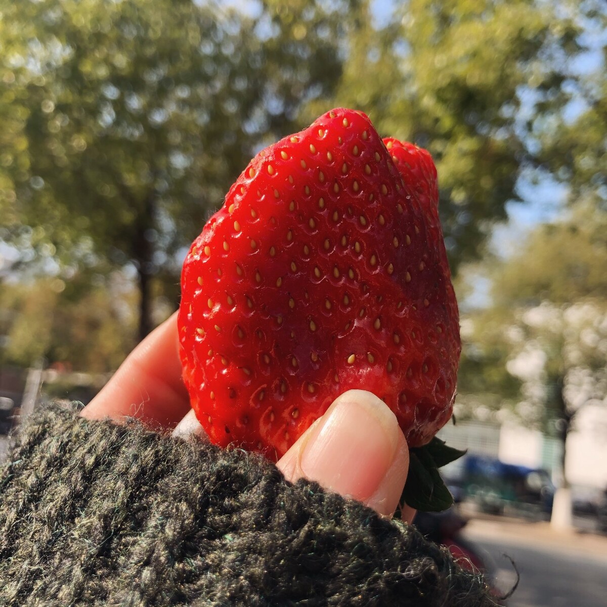 减肥可以吃草莓(减肥期间可以吃草莓吗)