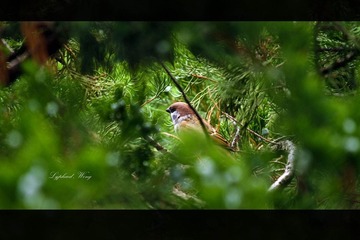 IMG_2521.jpg