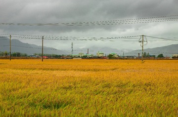A0006631