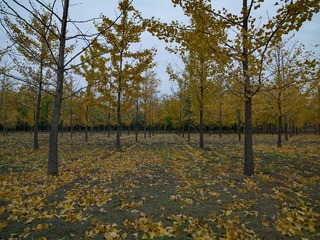 A0018319