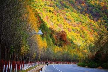 枫叶大道