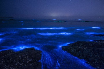 荧光与海