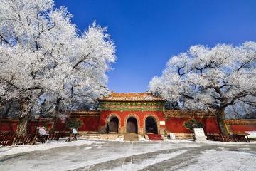 清东陵树挂