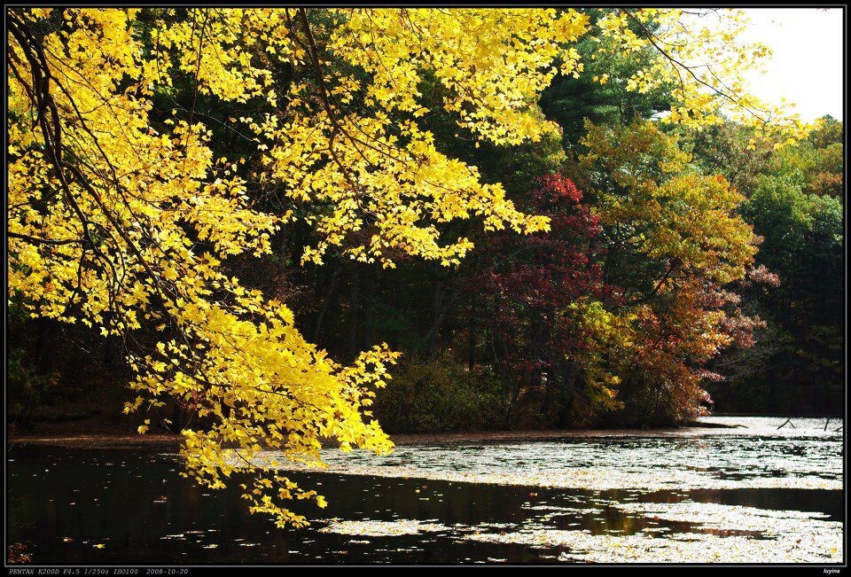 waldon pond<br />
