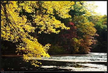 waldon pond
