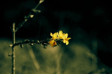 DSC_9769改.jpg