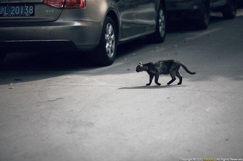 The Cat<br />
The cat, Huangpu Xinyuan, Liyan Rd, Shanghai, China, August 12, 2012