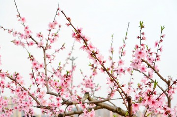 桃花花 (1)