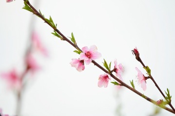 桃花花 (2)