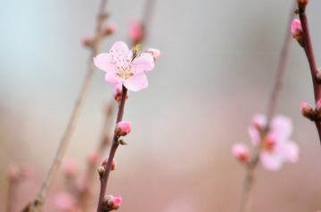 桃花花 (3)