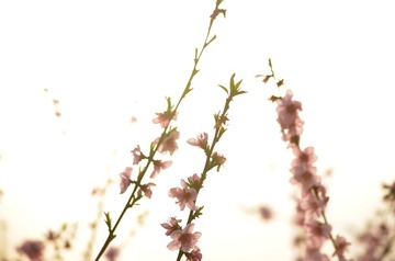 桃花花 (10)